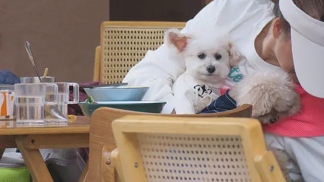 香港推动“宠物友善”餐厅促经济　会让业界陷入两难吗（组图） - 1