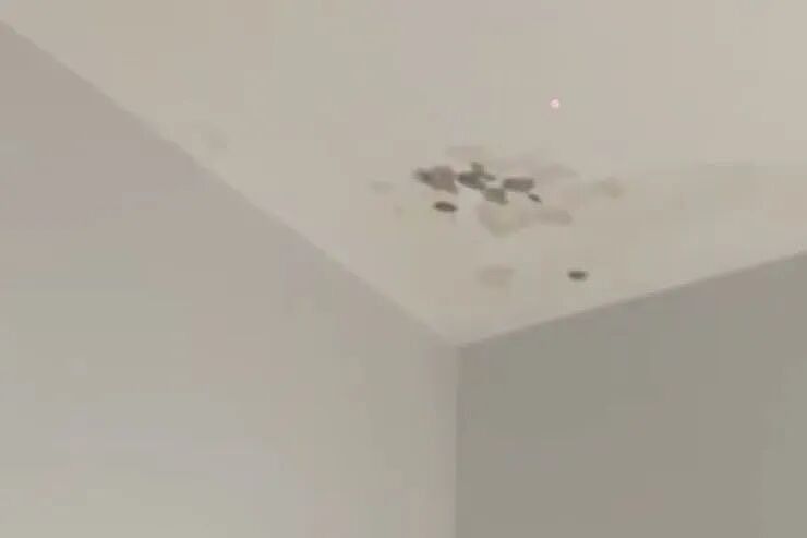 噩梦!墨女花200万建房,还没交房就漏水长霉...(组图) - 2