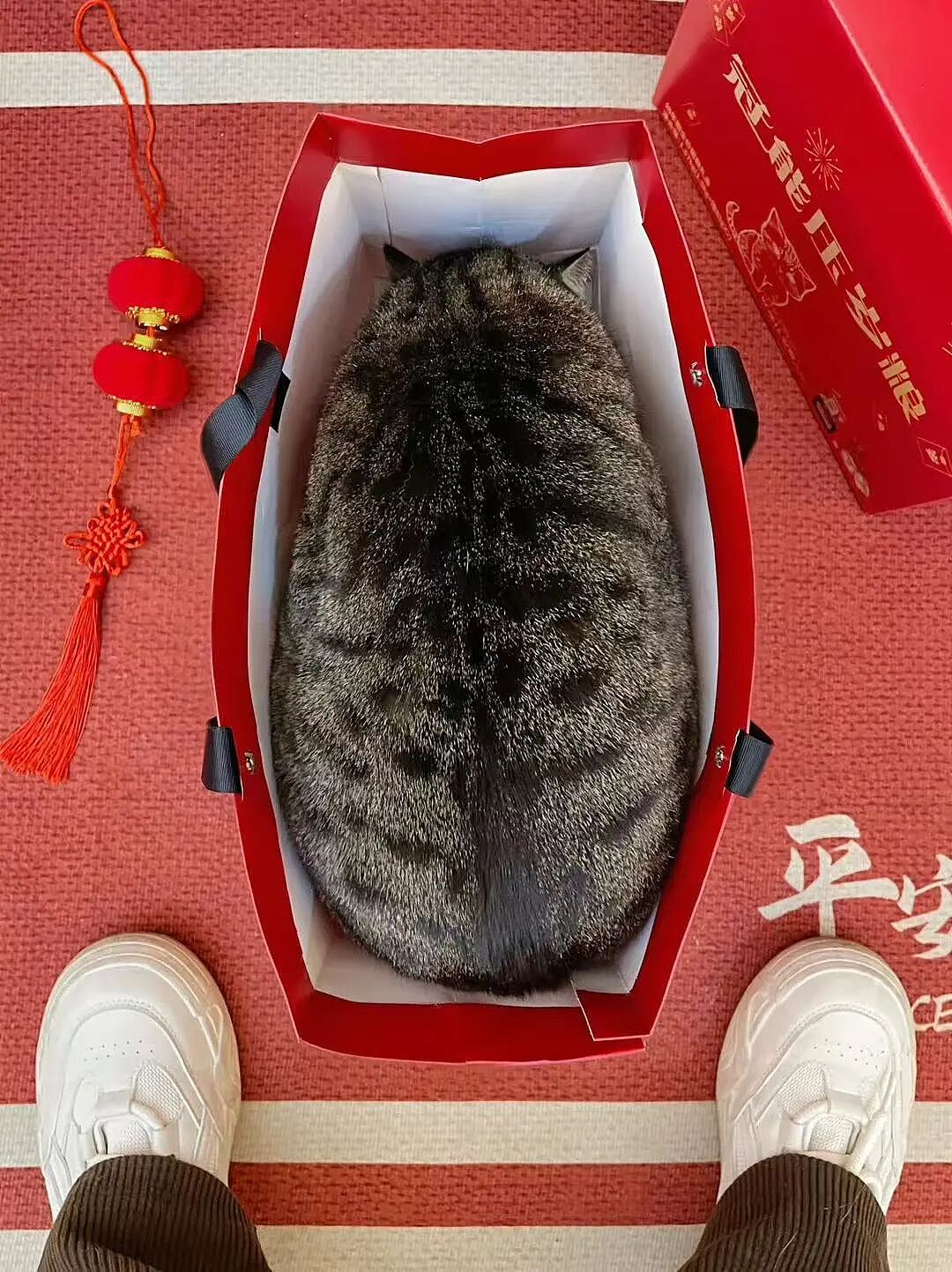 【宠物】小姐姐去亲戚家拜年，送了一条巨型海参，网友质疑买到假货，细看后抢着要（组图） - 6
