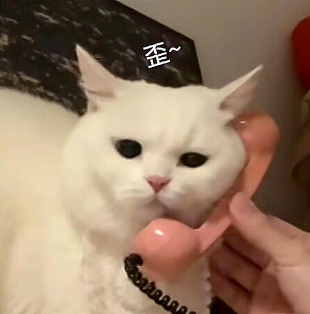 【宠物】小姐姐去亲戚家拜年，送了一条巨型海参，网友质疑买到假货，细看后抢着要（组图） - 13