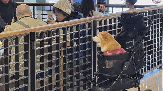 香港推动“宠物友善”餐厅促经济　会让业界陷入两难吗（组图） - 5