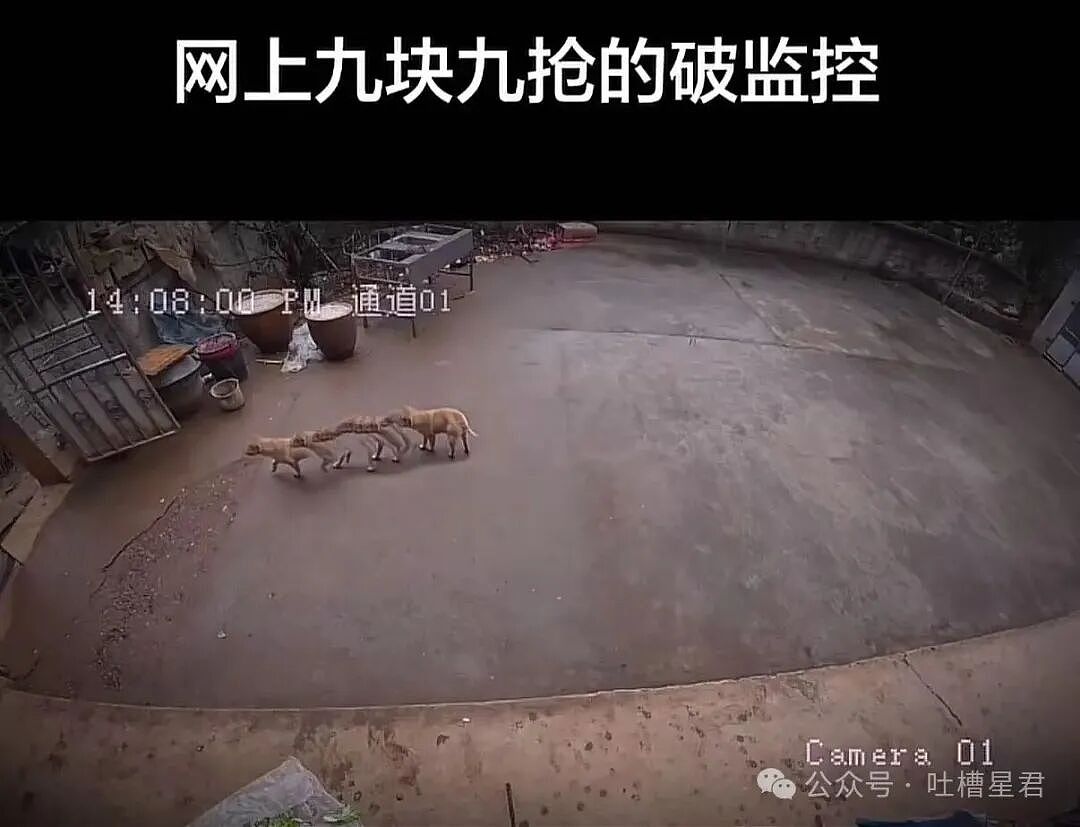 【爆笑】“网上九块九抢的破监控竟然拍到了...?”哈哈哈这在走近科学够拍好几集!(组图) - 6