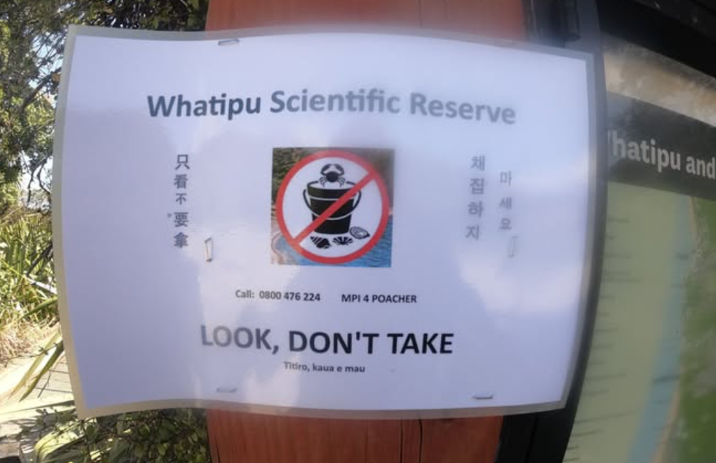 小红书赶海旧帖被“挖坟”！奥克兰西海岸社区严防华人赶海（组图） - 12