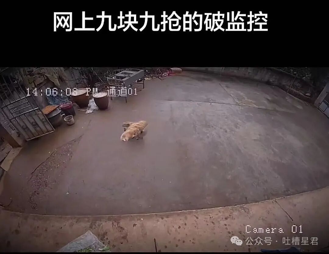 【爆笑】“网上九块九抢的破监控竟然拍到了...?”哈哈哈这在走近科学够拍好几集!(组图) - 5