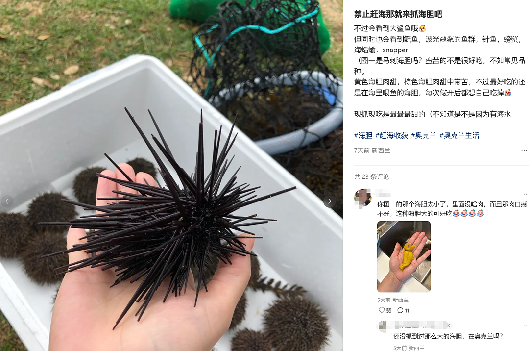 小红书赶海旧帖被“挖坟”！奥克兰西海岸社区严防华人赶海（组图） - 1