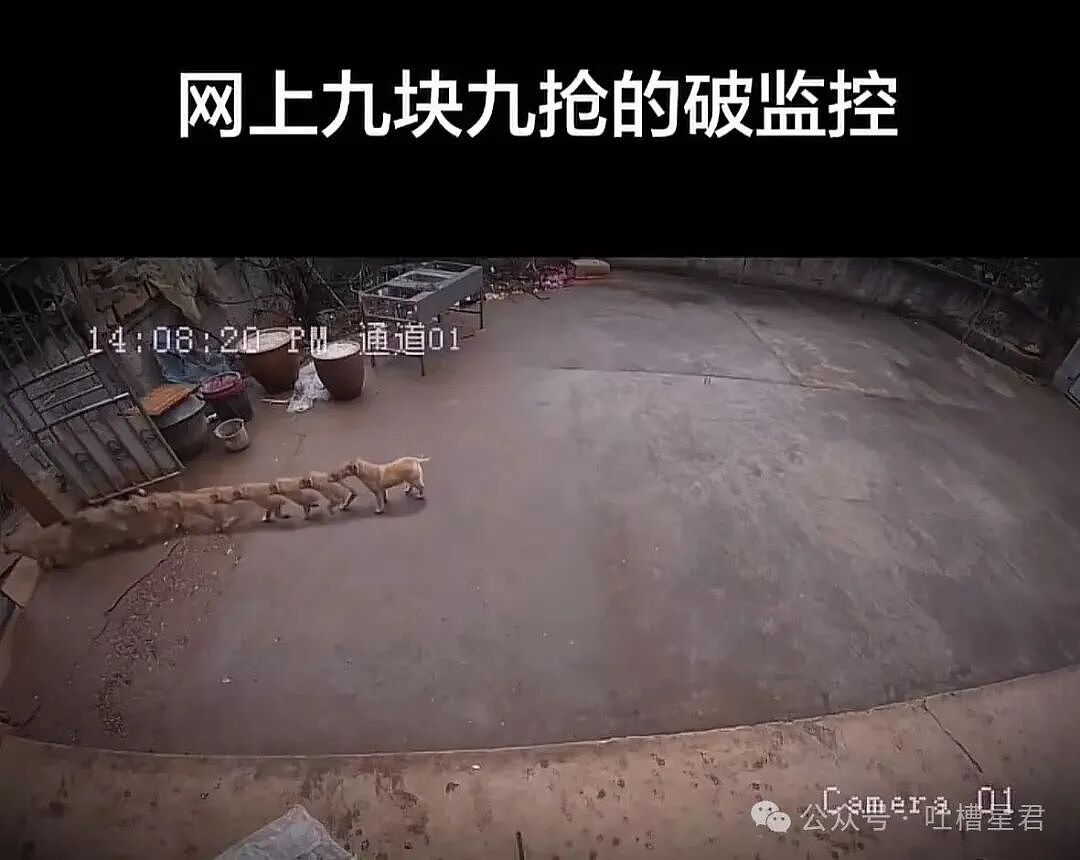 【爆笑】“网上九块九抢的破监控竟然拍到了...?”哈哈哈这在走近科学够拍好几集!(组图) - 7