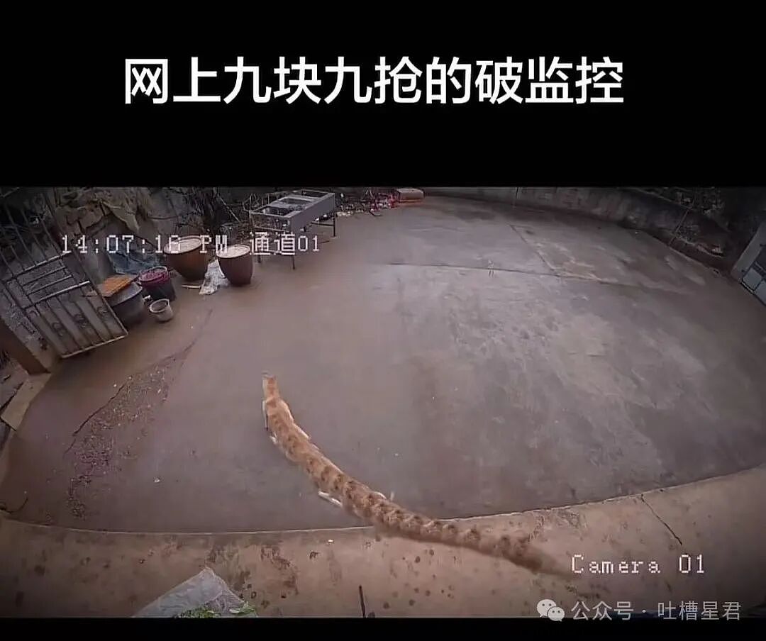 【爆笑】“网上九块九抢的破监控竟然拍到了...?”哈哈哈这在走近科学够拍好几集!(组图) - 4