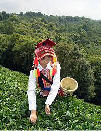 澳大利亚首届国际非遗文化展示交流活动 云南非遗茶文化展示与商贸交流（组图） - 4