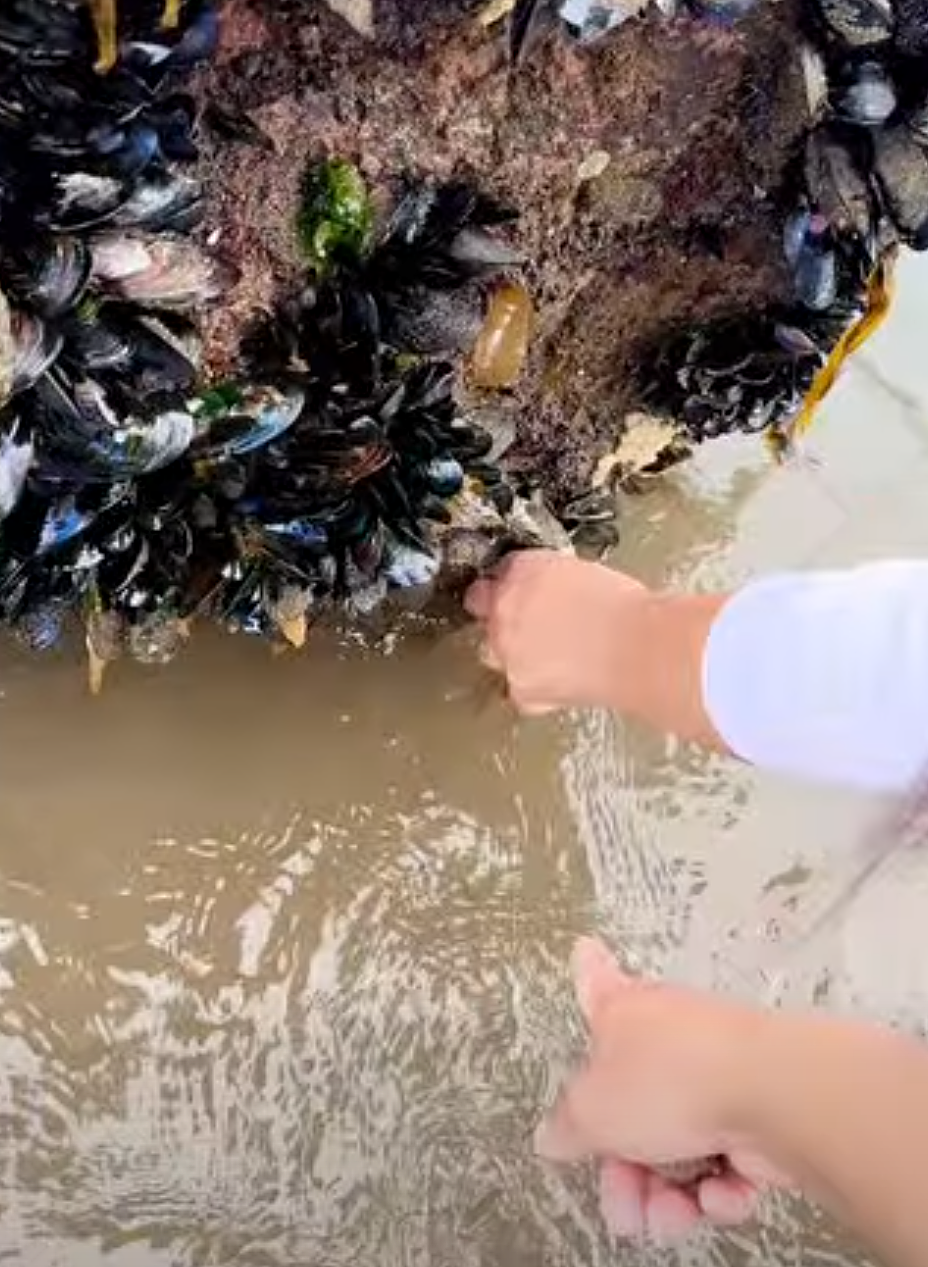 小红书赶海旧帖被“挖坟”！奥克兰西海岸社区严防华人赶海（组图） - 8