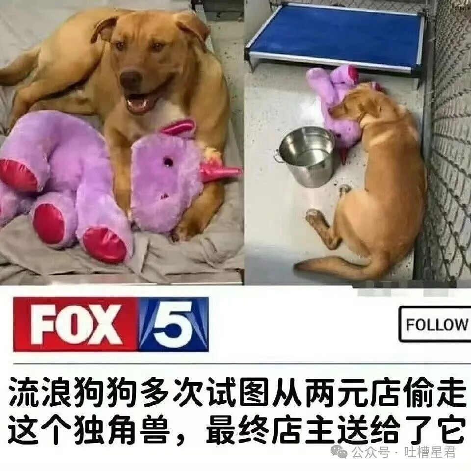 【爆笑】“求前任复合求到了拼夕夕上…?”哈哈哈痴情的人们又有新招了!(组图) - 41