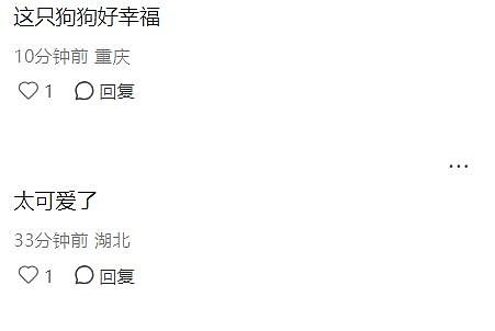 刘亦菲INS晒新照:抱着爱犬外出散步,素颜出镜气色佳!(组图) - 7