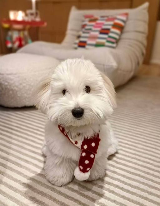 刘亦菲INS晒新照:抱着爱犬外出散步,素颜出镜气色佳!(组图) - 5