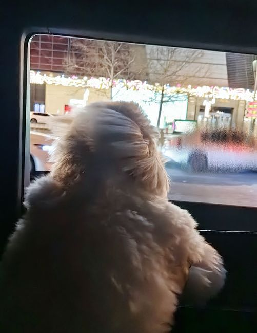刘亦菲INS晒新照:抱着爱犬外出散步,素颜出镜气色佳!(组图) - 9