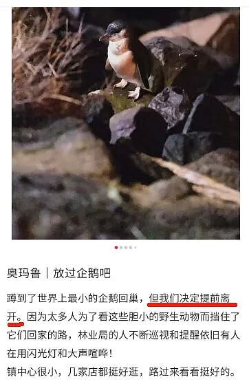 大批游客深夜堵路“蹲企鹅”，遭新西兰警方驱散！中国春节客挤爆小镇（组图） - 14
