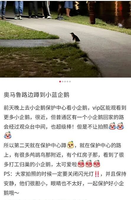 大批游客深夜堵路“蹲企鹅”，遭新西兰警方驱散！中国春节客挤爆小镇（组图） - 21