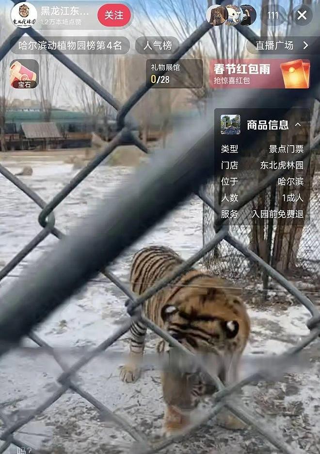300多只东北虎“轻断食”!景区:每天断食1个园,当日禁止投喂,司机会带游客找可投喂区(组图) - 1