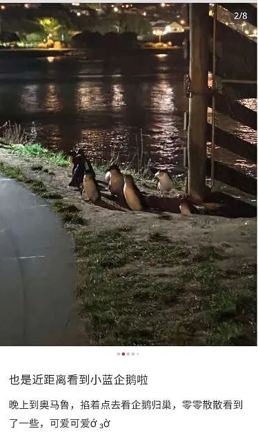 大批游客深夜堵路“蹲企鹅”，遭新西兰警方驱散！中国春节客挤爆小镇（组图） - 11
