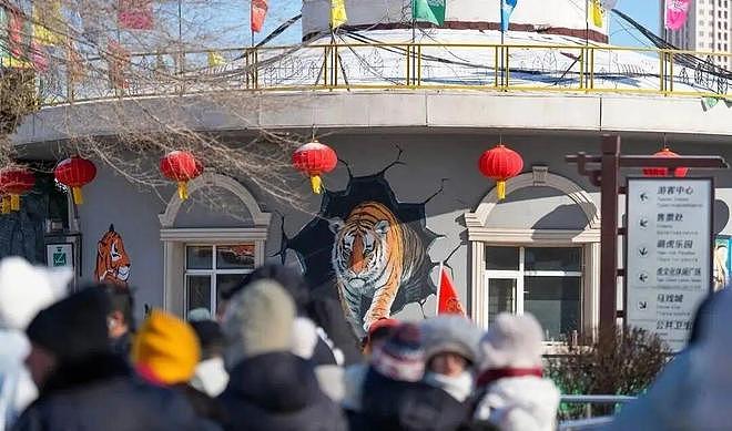 300多只东北虎“轻断食”!景区:每天断食1个园,当日禁止投喂,司机会带游客找可投喂区(组图) - 3
