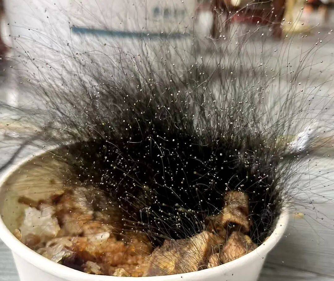 男子春节前将一碗牛肉饭遗忘在办公室，竟长出15厘米高“黑色丛林” （图） - 1