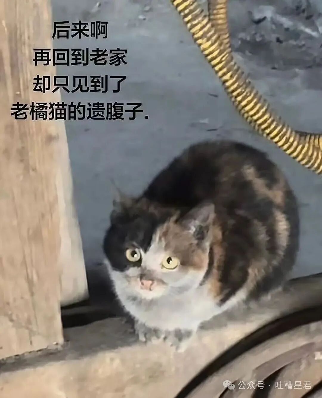 【爆笑】“相亲相到老板是种什么体验…？”哈哈哈人干坏事的时候能想到多少馊主意！（组图） - 24