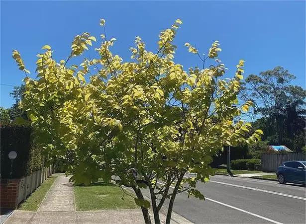澳大利亚资本利得税改革来袭定向聚焦地产投资 澳股今日创出历史新高 触目惊心!世卫组织本年预计有450万女童面临生殖器切割风险 - 21