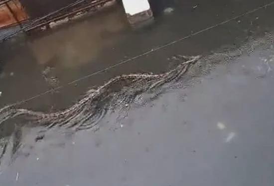 太吓人！ 巴厘岛暴雨后，近5米长巨蟒游过居民区（图） - 1