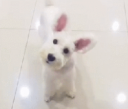 【宠物】网友家的刚毛猎狐犬耳朵超级特别,每次被路人看到都会忍不住想rua!(组图) - 7