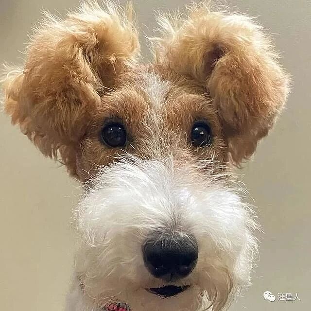 【宠物】网友家的刚毛猎狐犬耳朵超级特别,每次被路人看到都会忍不住想rua!(组图) - 2