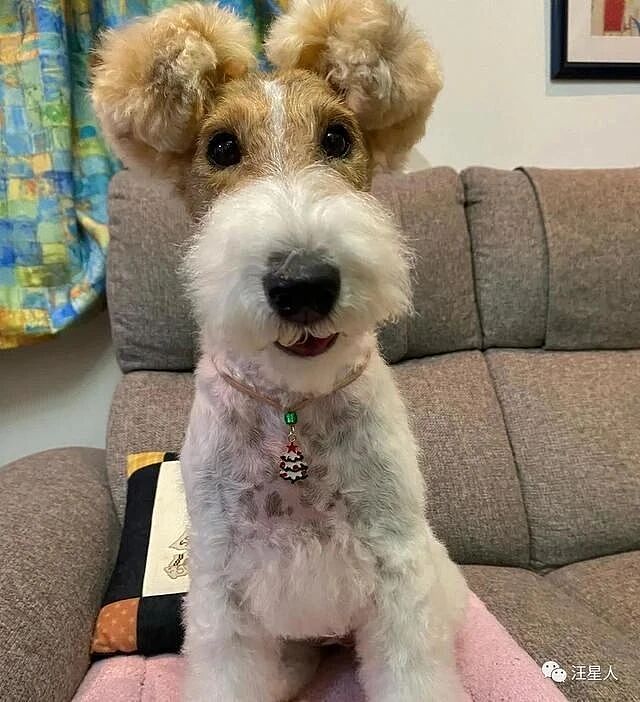【宠物】网友家的刚毛猎狐犬耳朵超级特别,每次被路人看到都会忍不住想rua!(组图) - 3