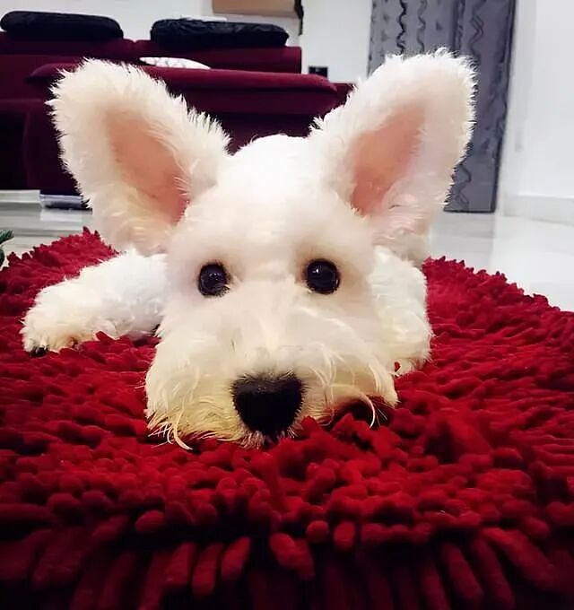 【宠物】网友家的刚毛猎狐犬耳朵超级特别,每次被路人看到都会忍不住想rua!(组图) - 6