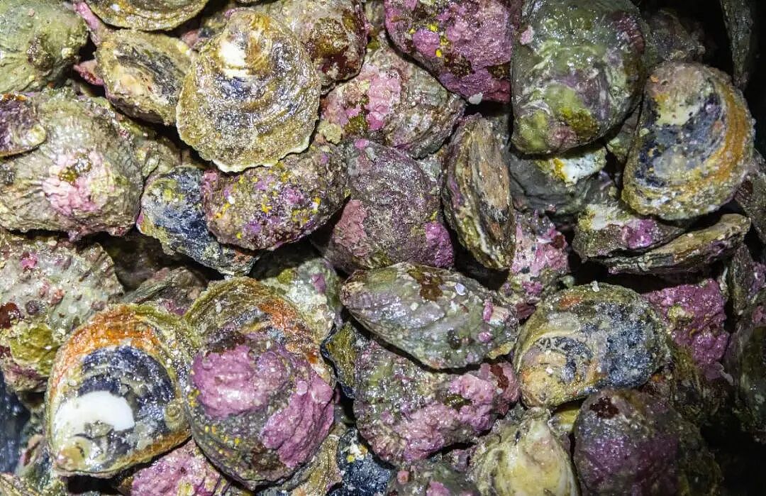 新西兰布拉夫牡蛎今年继续停捕！餐厅供应或全面缺席！布拉夫牡蛎节照常！但今年吃不到牡蛎也不能退票！（组图） - 2