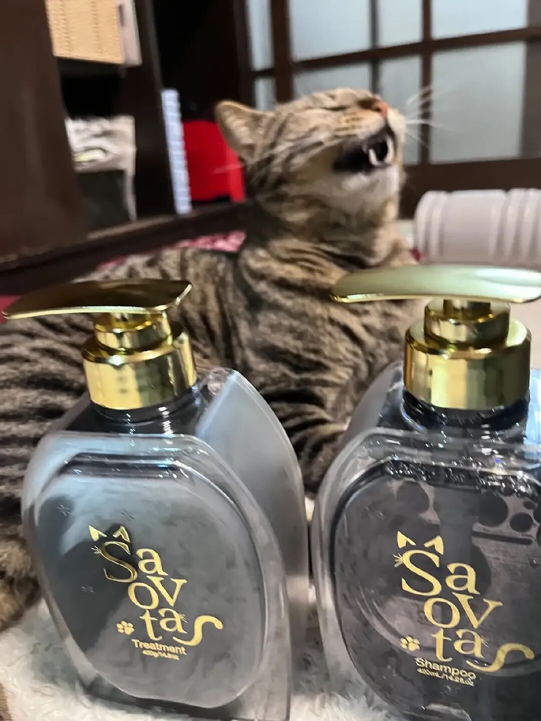专治高冷猫？日本推出人类用“猫草洗发水”，洗个头就能被主动贴贴！网友：猫奴福音（组图） - 4