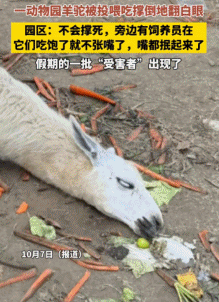 “300只老虎积食又呕吐”,明星动物被热情游客投喂成“工伤”(组图) - 20
