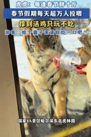 “300只老虎积食又呕吐”,明星动物被热情游客投喂成“工伤”(组图) - 3