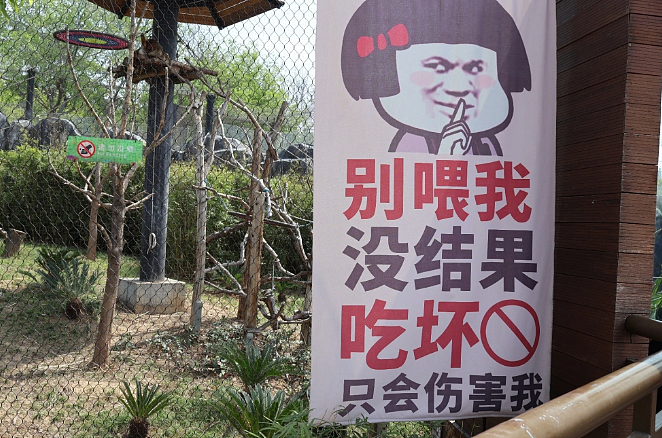 “300只老虎积食又呕吐”,明星动物被热情游客投喂成“工伤”(组图) - 21
