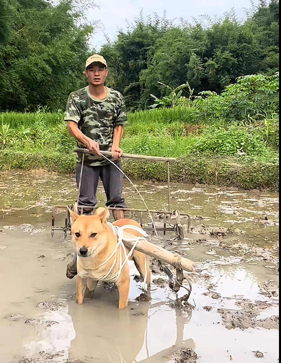 【宠物】网友家的狗帮家里摘花生,还喊它的朋友来帮忙…网友:终于理解“养只狗都好过养你”这句话了(组图) - 5