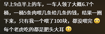 “300只老虎积食又呕吐”,明星动物被热情游客投喂成“工伤”(组图) - 7