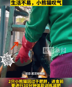 “300只老虎积食又呕吐”,明星动物被热情游客投喂成“工伤”(组图) - 16