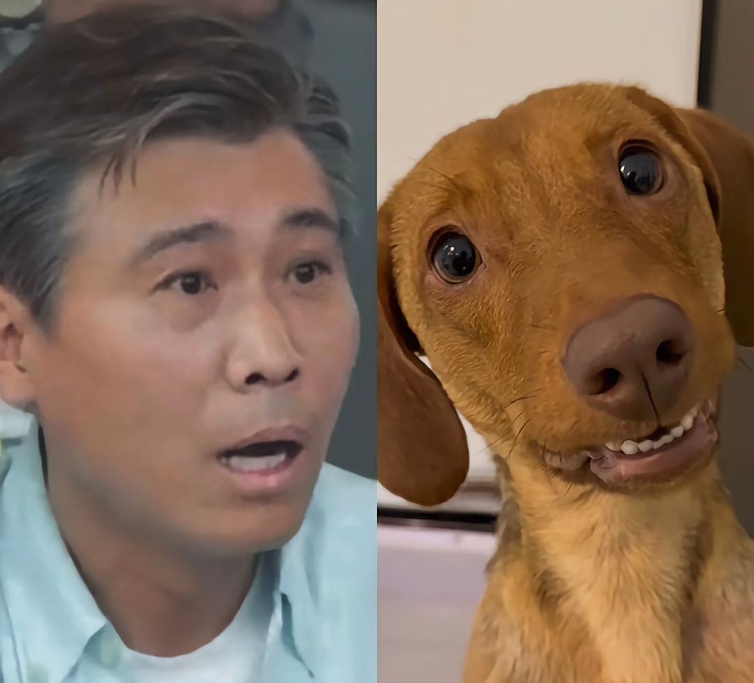 【宠物】网友家的狗帮家里摘花生,还喊它的朋友来帮忙…网友:终于理解“养只狗都好过养你”这句话了(组图) - 31