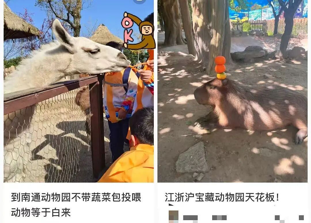 “300只老虎积食又呕吐”,明星动物被热情游客投喂成“工伤”(组图) - 14