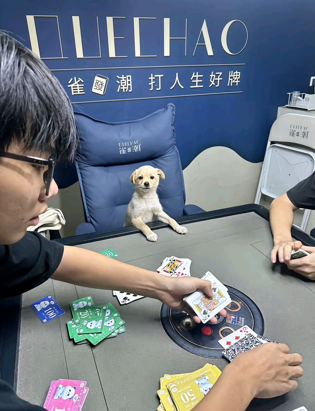 【宠物】网友家的狗帮家里摘花生,还喊它的朋友来帮忙…网友:终于理解“养只狗都好过养你”这句话了(组图) - 13