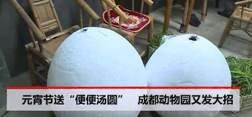 “300只老虎积食又呕吐”,明星动物被热情游客投喂成“工伤”(组图) - 17