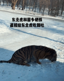 “300只老虎积食又呕吐”,明星动物被热情游客投喂成“工伤”(组图) - 10
