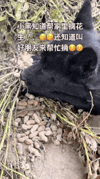 【宠物】网友家的狗帮家里摘花生,还喊它的朋友来帮忙…网友:终于理解“养只狗都好过养你”这句话了(组图) - 1