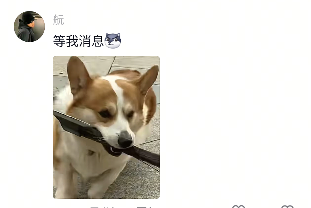 【宠物】网友家的狗帮家里摘花生,还喊它的朋友来帮忙…网友:终于理解“养只狗都好过养你”这句话了(组图) - 26