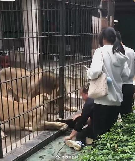 动物园狮子突然伸爪,扯住投喂女童(图) - 1