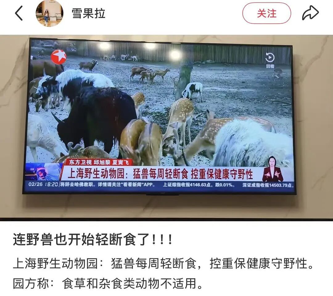 “300只老虎积食又呕吐”,明星动物被热情游客投喂成“工伤”(组图) - 13