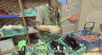 “300只老虎积食又呕吐”,明星动物被热情游客投喂成“工伤”(组图) - 15