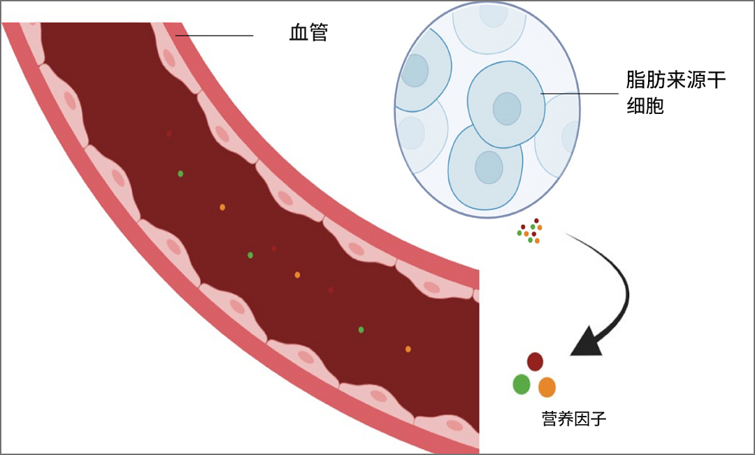 【两性】勃起无力易疲软,不想吃药不手术,还有哪些治疗手段(组图) - 3