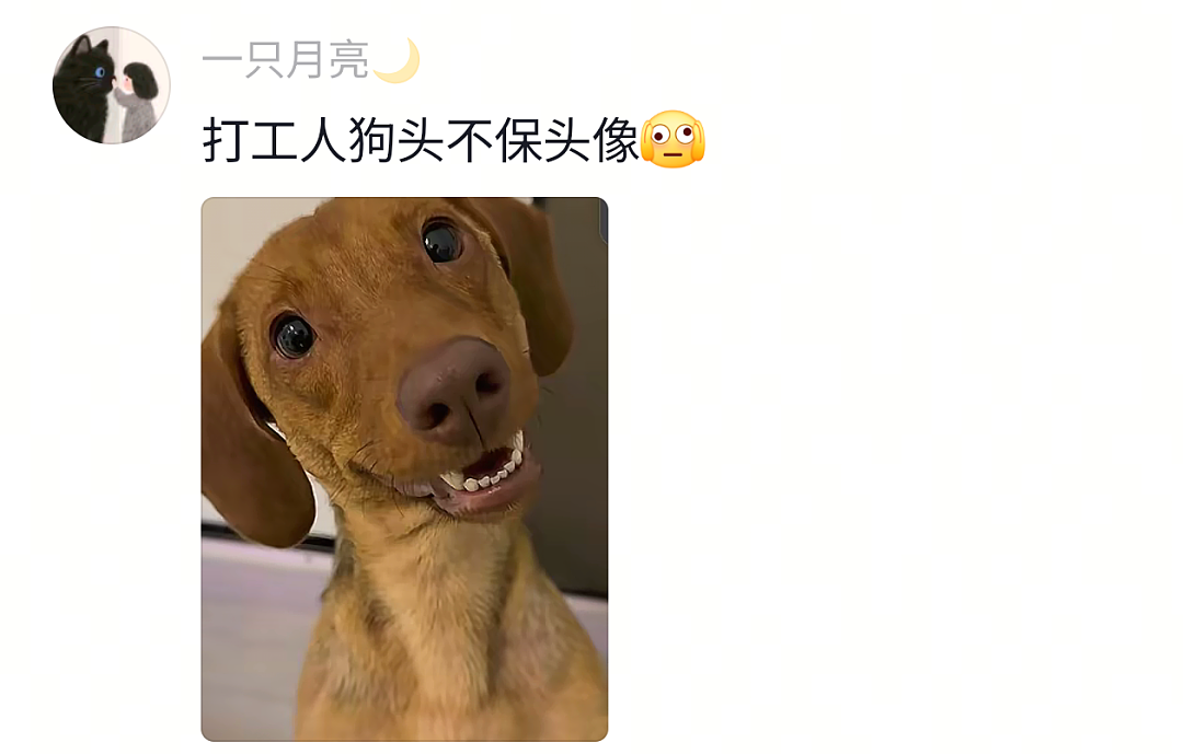【宠物】网友家的狗帮家里摘花生,还喊它的朋友来帮忙…网友:终于理解“养只狗都好过养你”这句话了(组图) - 34